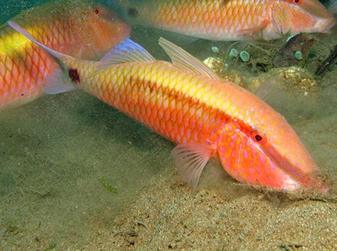 Indian goatfish - Parupeneus indicus - Dumaguete, Philippines