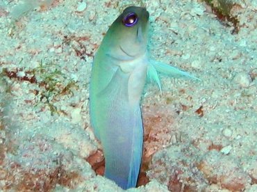 Yellowhead Jawfish - Opistognathus aurifrons - Nassau, Bahamas