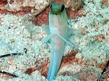 Yellowhead Jawfish - Opistognathus aurifrons - Nassau, Bahamas