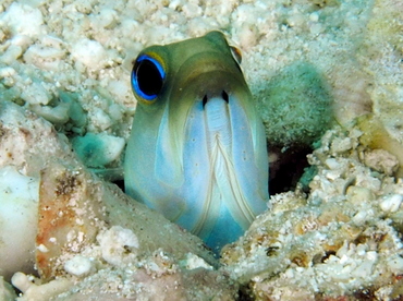 Yellowhead Jawfish - Opistognathus aurifrons - The Exumas, Bahamas