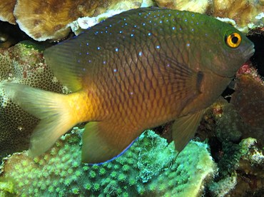 Jewel Damselfish - Plectroglyphidodon lacrymatus - Dumaguete, Philippines