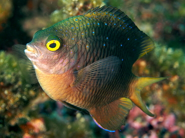 Jewel Damselfish - Plectroglyphidodon lacrymatus - Fiji