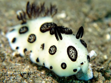 Funeral Jorunna - Jorunna funebris - Dumaguete, Philippines