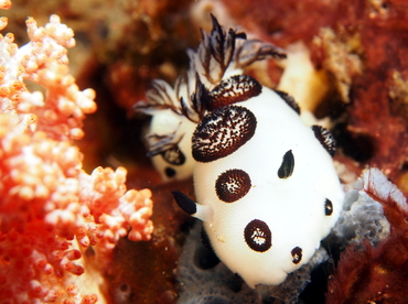 Funeral Jorunna - Jorunna funebris - Lembeh Strait, Indonesia
