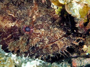 Large-Eye Toadfish - Batrachoides gilberti - Roatan, Honduras