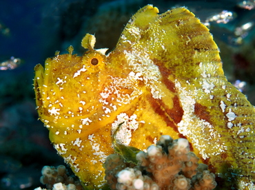 Leaf Scorpionfish - Taenianotus triacanthus - Palau