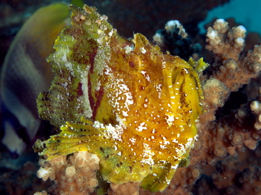 Leaf Scorpionfish - Taenianotus triacanthus - Palau