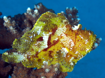 Leaf Scorpionfish - Taenianotus triacanthus - Palau