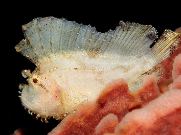 Leaf Scorpionfish - Taenianotus triacanthus - Bali, Indonesia