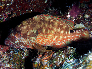 Leopard Hind - Cephalopholis leopardus - Great Barrier Reef, Australia