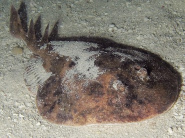 Lesser Electric Ray - Narcine brasiliensis - Belize