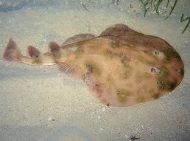 Lesser Electric Ray - Narcine brasiliensis - Belize