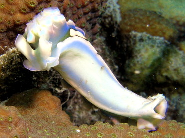 Lettuce Sea Slug - Elysia crispata - Bonaire