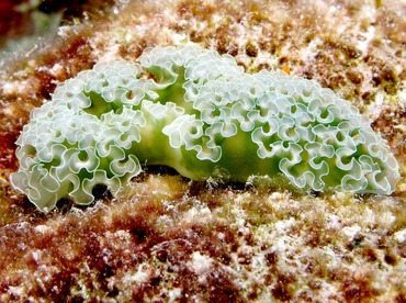 Lettuce Sea Slug - Elysia crispata - Bonaire