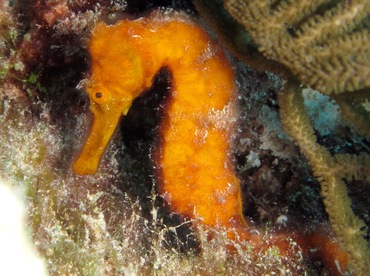 Longsnout Seahorse - Hippocampus reidi - Bonaire