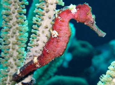 Longsnout Seahorse - Hippocampus reidi - Bonaire