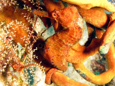 Longsnout Seahorse - Hippocampus reidi - Cozumel, Mexico