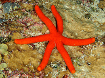 Luzon Sea Star - Echinaster luzonicus - Wakatobi, Indonesia