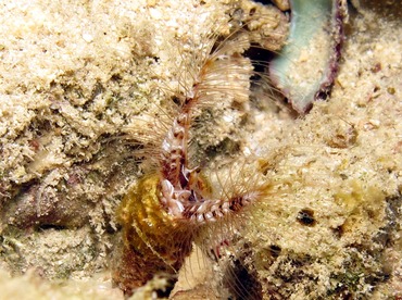 Devil Worm - Lygdamis wirtzi - Cozumel, Mexico