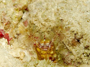 Devil Worm - Lygdamis wirtzi - Cozumel, Mexico
