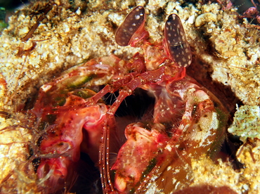 Lisa's Mantis Shrimp - Lysiosquillina lisa - Anilao, Philippines