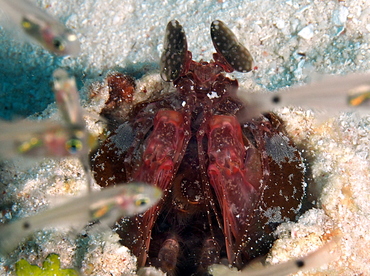 Lisa's Mantis Shrimp - Lysiosquillina lisa - Palau