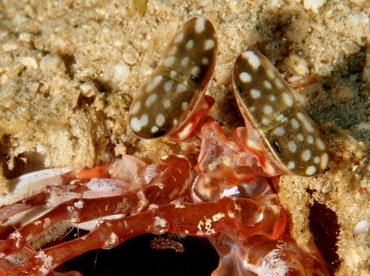 Lisa's Mantis Shrimp - Lysiosquillina lisa - Anilao, Philippines
