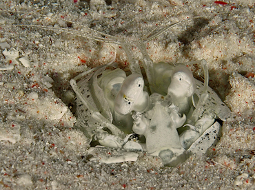 Tiger Mantis Shrimp - Lysiosquillina maculata - Wakatobi, Indonesia