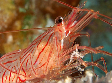 Sponge Peppermint Shrimp - Lysmata pederseni - Belize