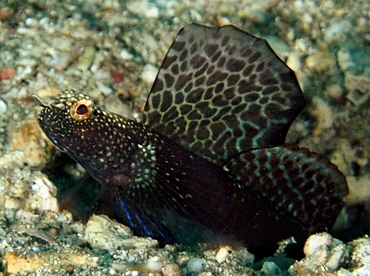Magnificent Shrimpgoby - Tomiyamichthys emilyae - Anilao, Philippines