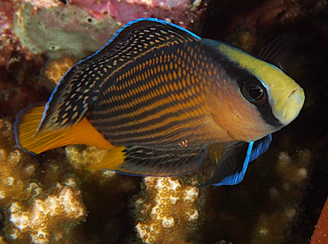 Splendid Dottyback - Manonichthys splendens - Wakatobi, Indonesia