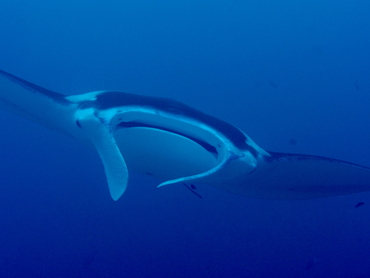 Reef Manta Ray - Manta alfredi - Palau