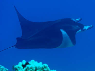 Reef Manta Ray - Manta alfredi - Big Island, Hawaii