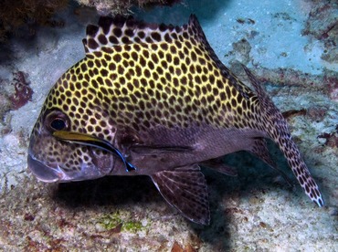 Many-Spotted Sweetlips - Plectorhinchus chaetodonoides - Palau