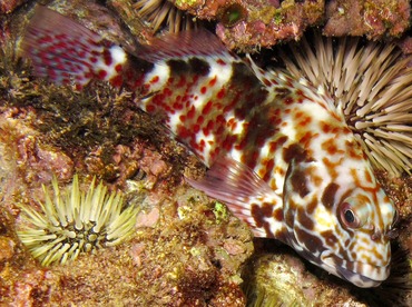 Marbled Hawkfish - Cirrhitus pinnulatus - Maui, Hawaii