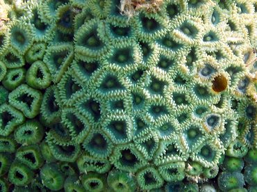 Mat Zoanthid - Zoanthus pulchellus - Isla Mujeres, Mexico
