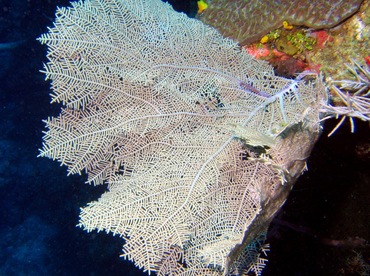 Wide-Mesh Sea Fan - Gorgonia mariae - Roatan, Honduras