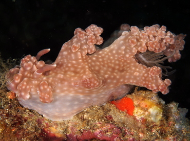 Miamira alleni - Miamira alleni - Anilao, Philippines