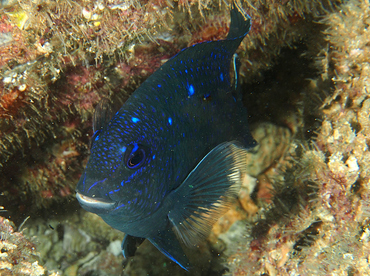 Giant Damselfish - Microspathodon dorsalis - Cabo San Lucas, Mexico
