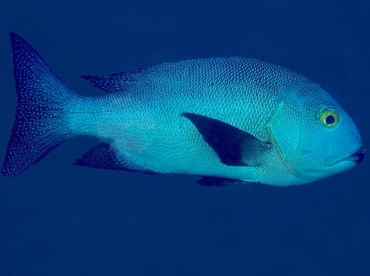 Midnight Snapper - Macolor macularis - Yap, Micronesia