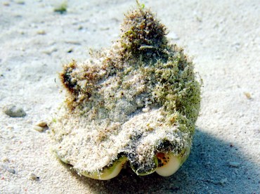 Milk Conch - Strombus costatus - Isla Mujeres, Mexico
