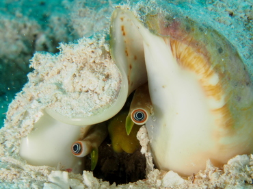 Milk Conch - Strombus costatus - Belize
