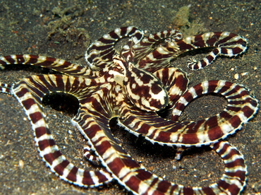 Mimic Octopus - Thaumoctopus mimicus - Lembeh Strait, Indonesia
