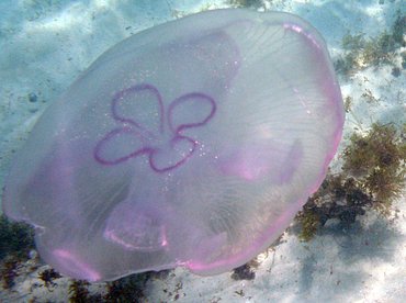 Moon Jelly - Aurelia aurita - St Kitts