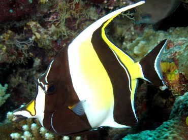 Moorish Idol - Zanclus cornutus - 