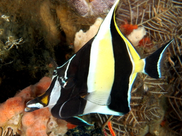 Moorish Idol - Zanclus cornutus - Bali, Indonesia