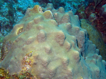 Mountainous Star Coral - Montastraea faveolata - Grand Cayman