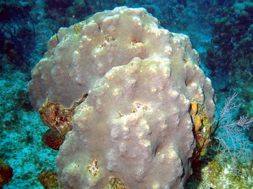Mountainous Star Coral - Montastraea faveolata - Grand Cayman