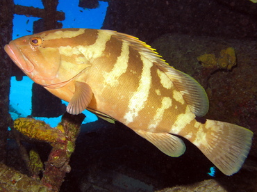 Nassau Grouper - Epinephelus striatus - Grand Cayman