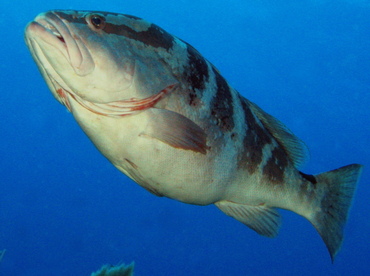 Nassau Grouper - Epinephelus striatus - Eleuthera, Bahamas